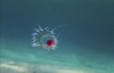 Immortal jellyfish